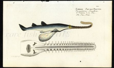 THE SAWFISH print (Embrio Squali Pristis)