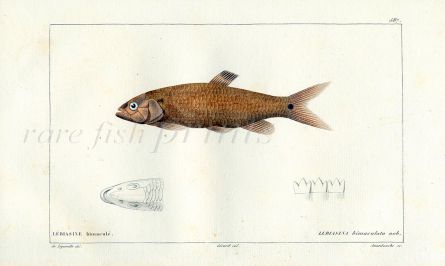 THE TWOSPOT LEBIASINA fish print