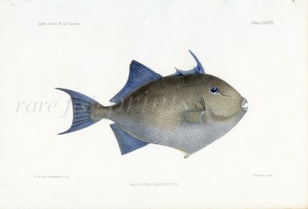 THE TRIGGERFISH - BALISTES CAPRISCUS fish print