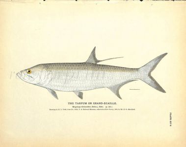 THE TARPUM OR GRAND ECAILLE - TARPON print