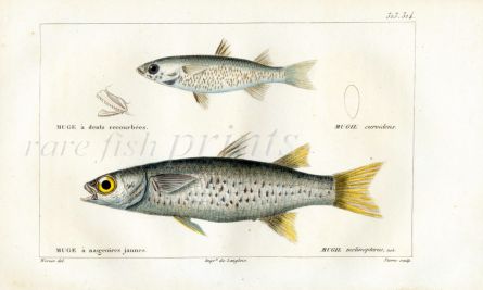 CUVIER - THE DWARF & OTOMEBORA MULLET fish print