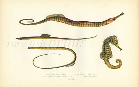 THE SNAKE, WORM & STRAIGHT-NOSED PIPEFISH & SEAHORSE fish print