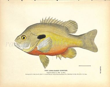 THE LONG-EARED SUNFISH print