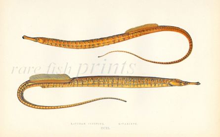 THE OCEAN & VARIETY PIPEFISH print