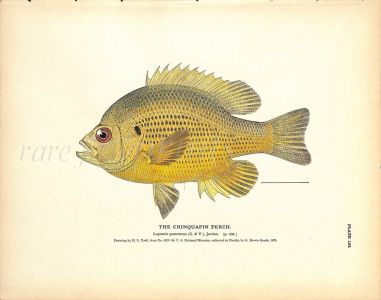 THE CHINQUAPIN PERCH print