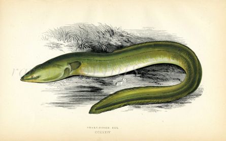 THE SHARP NOSED EEL fish print