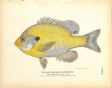 THE BLUE SUNFISH OR COPPER-NOSE print