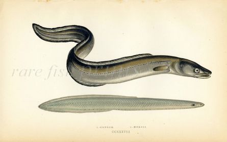 THE CONGER EEL fish print