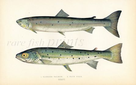 THE SLENDER SALMON & THE BLUE POOL salmon print