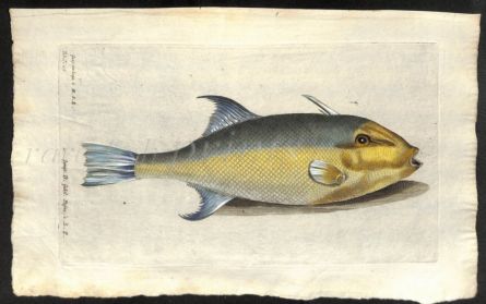 THE LONG FILE-FISH print