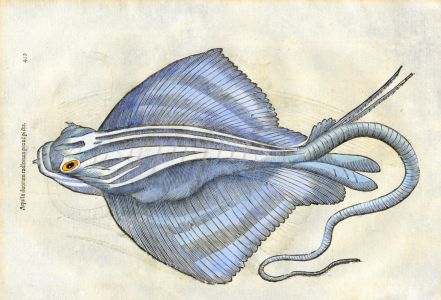 ALDROVANDI - THE STINGRAY woodcut fish print 1638