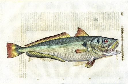 ALDROVANDI - THE SILVER WHITING woodcut fish print 1638