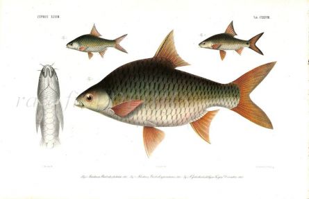 PUNTICIS BELINKA, JAVANICUS & CYCLOCHEILICHTHYS DEVENTERI  carp print