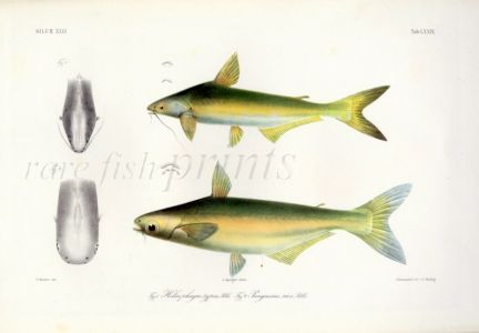 HELICOPHAGUS TYPUS & PANGASIUS RIOS - ASIAN SHARK CATFISH print