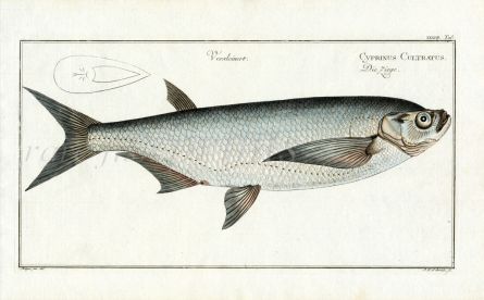 THE SABRE CARP Bloch fish print (Cyprinus Culttatus)