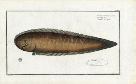 THE ROCK SOLE Bloch fish print (Pleuronectes Bilineatus)