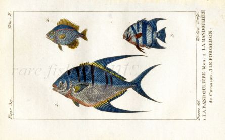 BLUE BANDOLIER & STRIPED ANGELFISH print