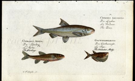 DACE, SPURLING, AND HATCHET-BELLY print (Cyprinus & Gasteropelecus)