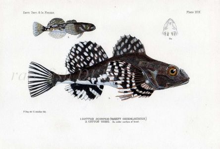 THE SCORPIONFISH  - COTTUS SCORPOSIS fish print