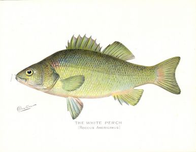 THE WHITE PERCH print  (Roccus Americanus)
