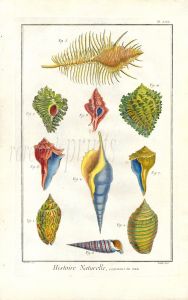 DIDEROT/MARTINET: PL. LXX COQUILLES DE MER - SEA  SHELLS folio 1768 