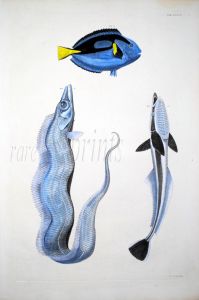 THE PACIFIC CUTLASS, SURGEON & REMORA tropical water fish print