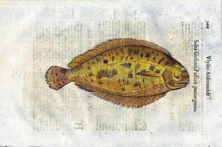 ALDROVANDI - THE SOLE woodcut fish print 1638 (Solea)