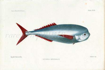 THE LOUVAR - LUVARUS IMPERIALIS fish print