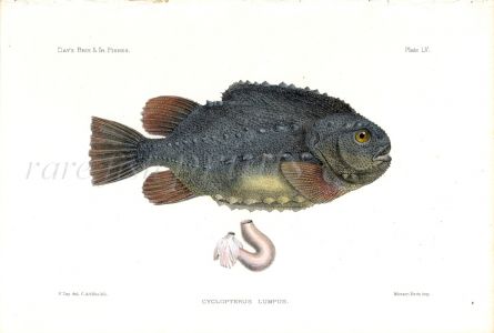 THE LUMPFISH - CYCLOPTERUS LUMPUS fish print