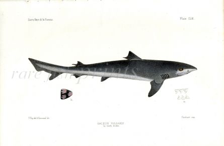 THE SCHOOL SHARK - GALEUS VULGARIS ish print