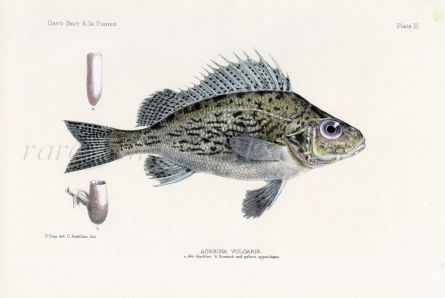THE RUFFE - ACERINA fish print