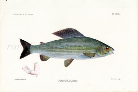 THE GRAYLING - THYMALLUS fish print