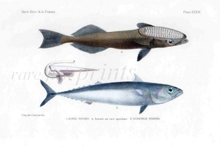 THE BULLET-NOSED TUNA & REMORA  - AUXIS ROCHEI & ECHENEIS REMORA fish print