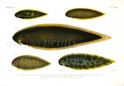CYNOGLOSSUS - TONGUE SOLE print