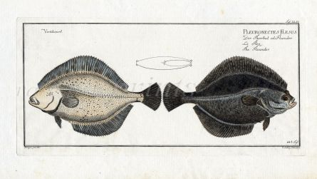 THE FLOUNDER fish print ( Pleuronectes Flesus)