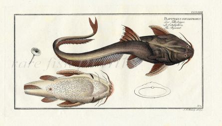THE ASPREAD CATFISH print 1794 ( Platystacus Cotylephorus)