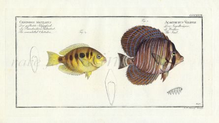 THE ORANGE CHROMIDE & SAILFIN TANG print 1795 (Chaetodon & Acanthurus)