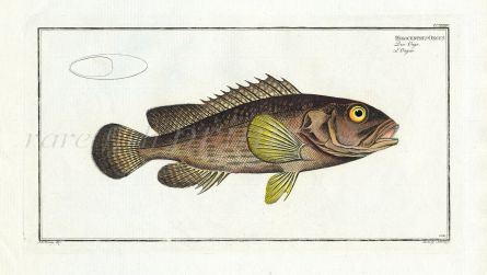 THE ONGUS - GROUPER print (Holocentrus ongus)