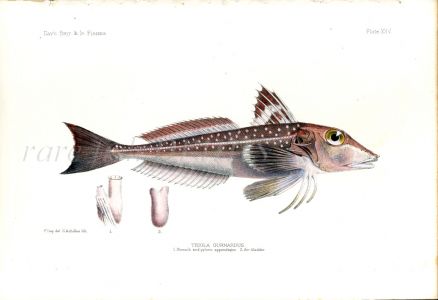 THE GREY GURNARD - TRIGLA fish print