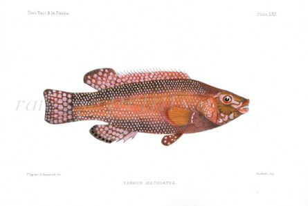 THE BALLAN WRASSE - LABRUS MACULATUS fish print
