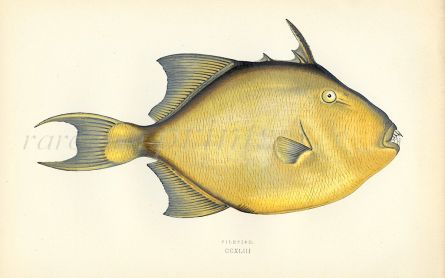 THE FILEFISH print