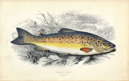 THE COMMON BROWN TROUT fish print