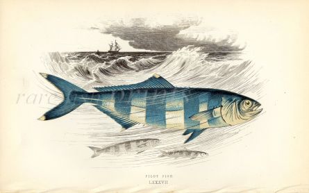 THE PILOT FISH print