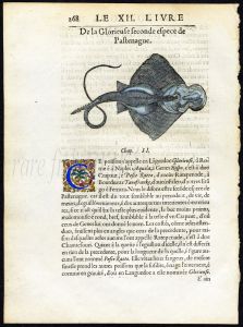 THE STINGRAY woodcut print 1558