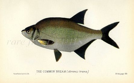 THE COMMON BREAM print (Abramis brama)
