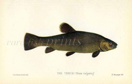 THE TENCH print (Tinca vulgaris)