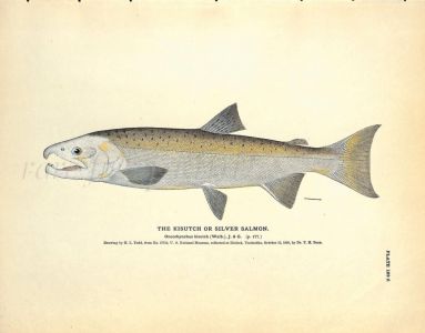 THE KISUTCH OR SILVER SALMON print