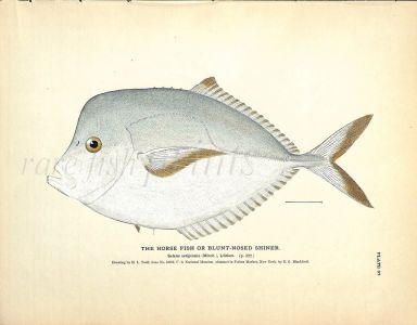 THE HORSEFISH OR BLUNTNOSED SHINER print