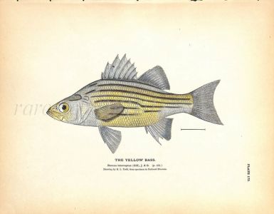 THE YELLOW BASS print