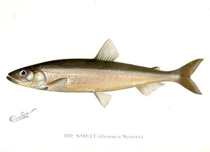 THE SMELT print